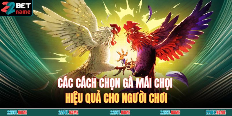 Tổng Hợp Cách Chọn Gà Mái Chọi Chuẩn Từng Bước Cho Kê Thủ 4 Các cách chọn gà mái chọi hiệu quả cho người chơi
