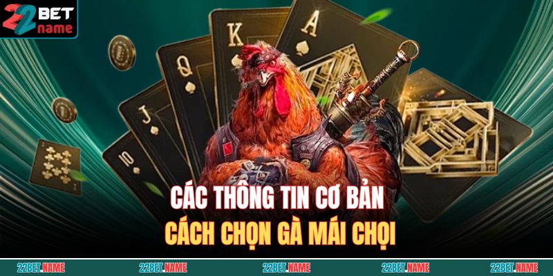 Tổng Hợp Cách Chọn Gà Mái Chọi Chuẩn Từng Bước Cho Kê Thủ 3 Các thông tin cơ bản cách chọn gà mái chọi