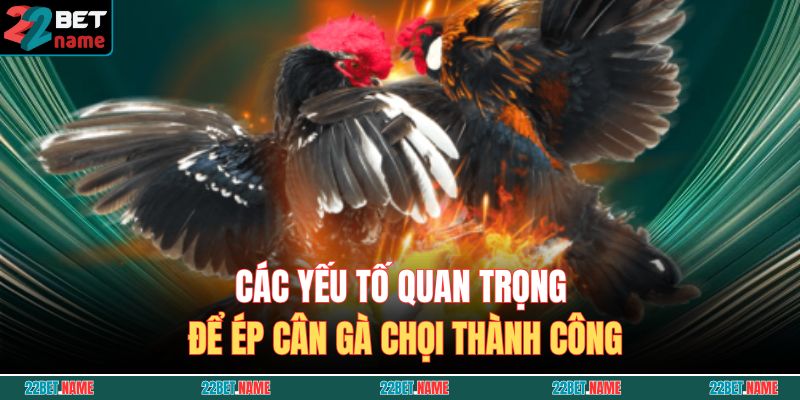 Hướng Dẫn Chi Tiết Cách Ép Cân Gà Chọi An Toàn, Không Hao Sức 3 Các yếu tố quan trọng để ép cân gà chọi thành công