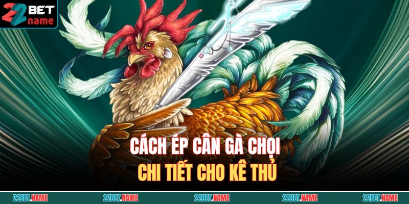 Hướng Dẫn Chi Tiết Cách Ép Cân Gà Chọi An Toàn, Không Hao Sức 4 Cách ép cân gà chọi chi tiết cho kê thủ