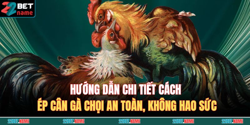 cách ép cân gà chọi