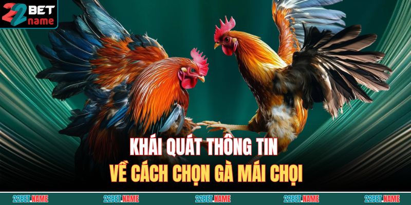 Tổng Hợp Cách Chọn Gà Mái Chọi Chuẩn Từng Bước Cho Kê Thủ 2 Khái quát thông tin về cách chọn gà mái chọi