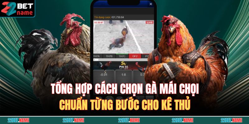 cách chọn gà mái chọi