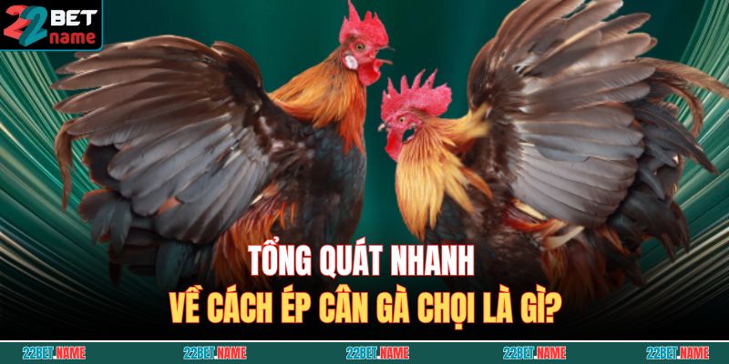 Hướng Dẫn Chi Tiết Cách Ép Cân Gà Chọi An Toàn, Không Hao Sức 2 Tổng quát nhanh về cách ép cân gà chọi là gì?
