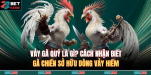 Vảy Gà Quý Là Gì? Cách Nhận Biết Gà Chiến Sở Hữu Dòng Vảy Hiếm 1 vảy gà quý là gì